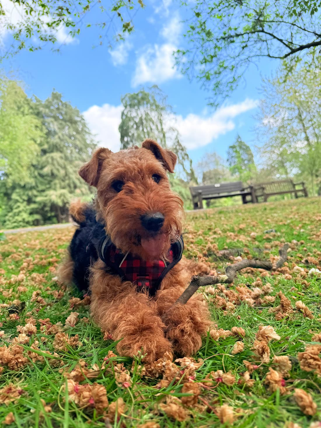 A Welsh terrier lying in a park among fallen blossom, guarding an excellent stick