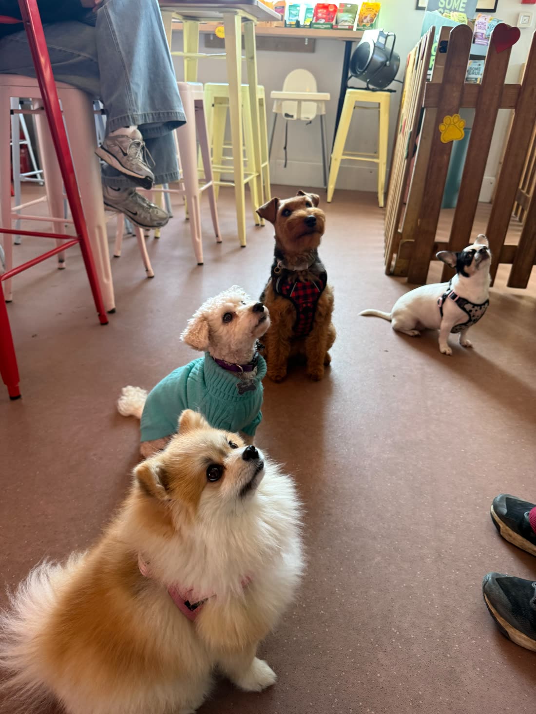 Four small dogs — a Pomeranian, a poodle in a jumper, a Welsh terrier and a French bulldog — sitting in a neat row at a dog café, all looking up