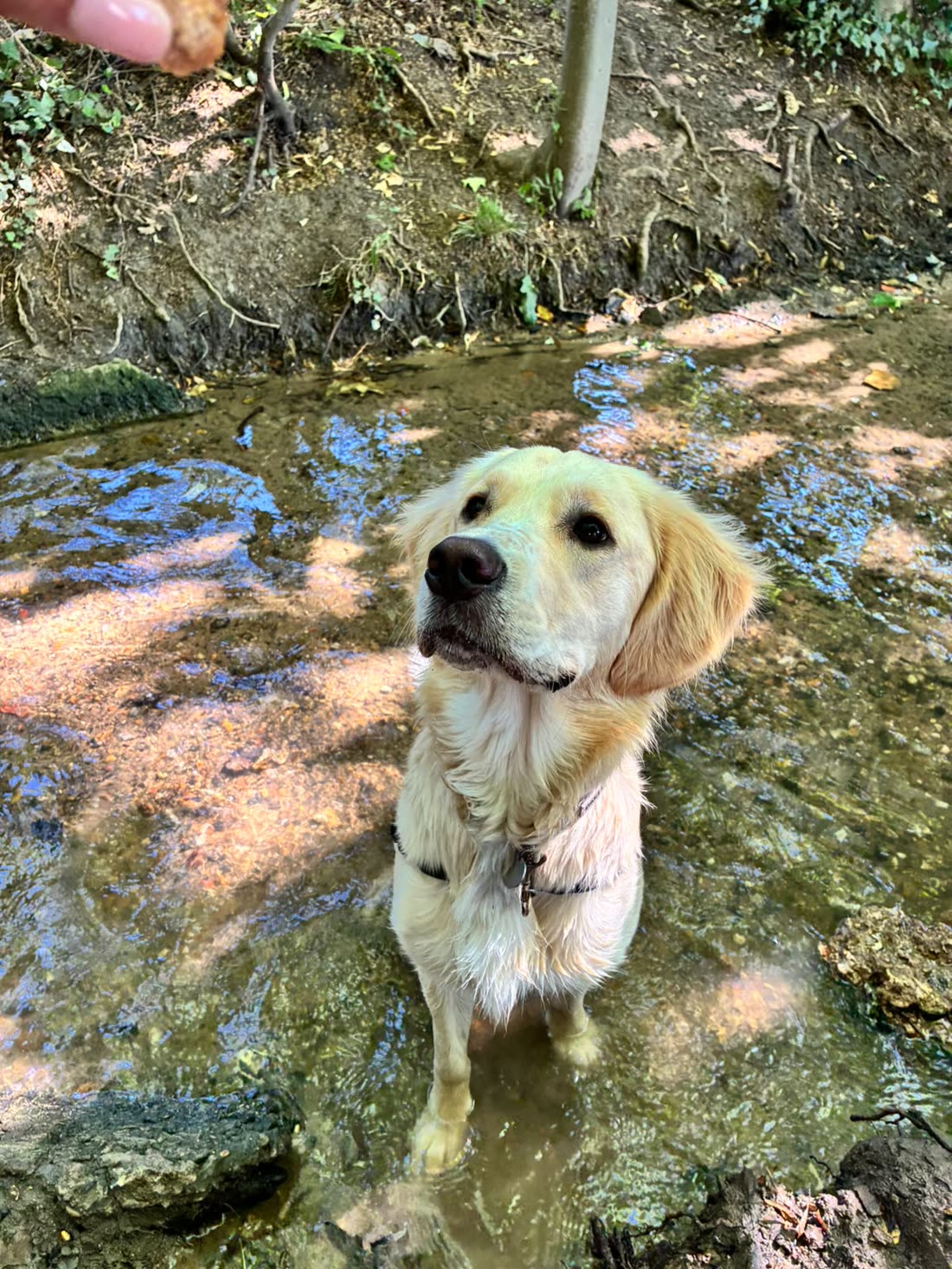 A golden retriever sitting chest-deep in a woodland stream, looking up hopefully at a treat