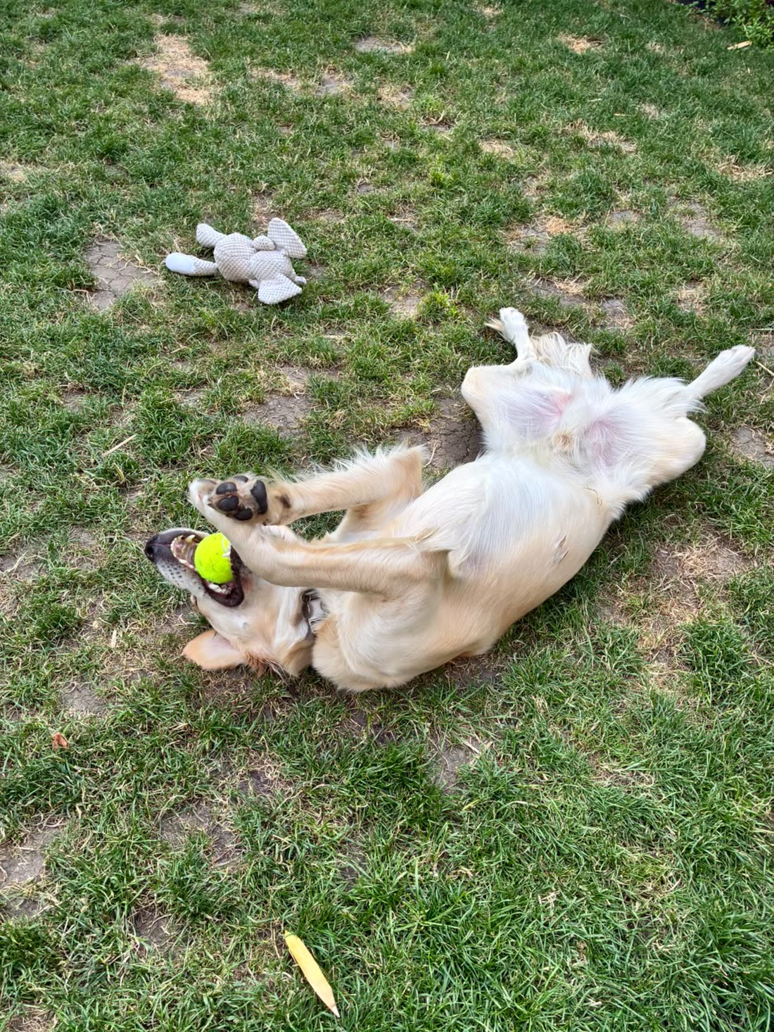 A golden retriever rolling on its back in the grass, paws in the air, tennis ball in mouth