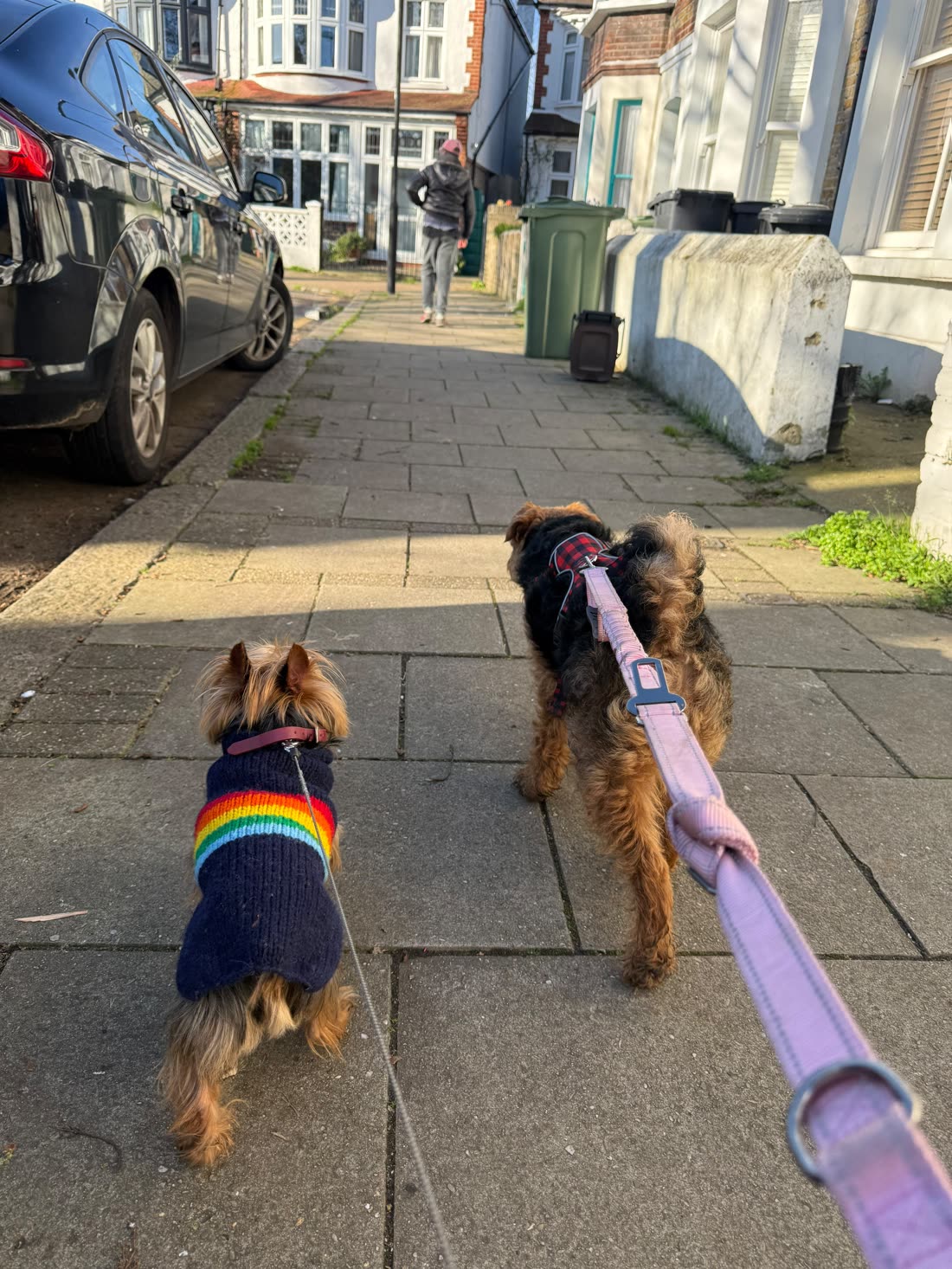 Two dogs on leads heading down a sunny London pavement, one wearing a rainbow jumper