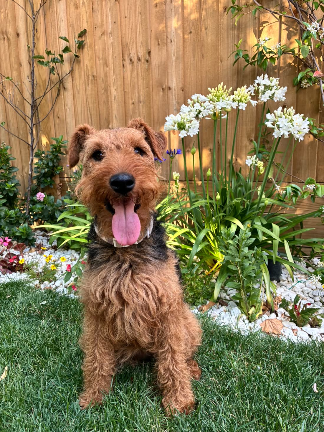 A freshly groomed Welsh terrier sitting on the lawn in front of white flowers, tongue out