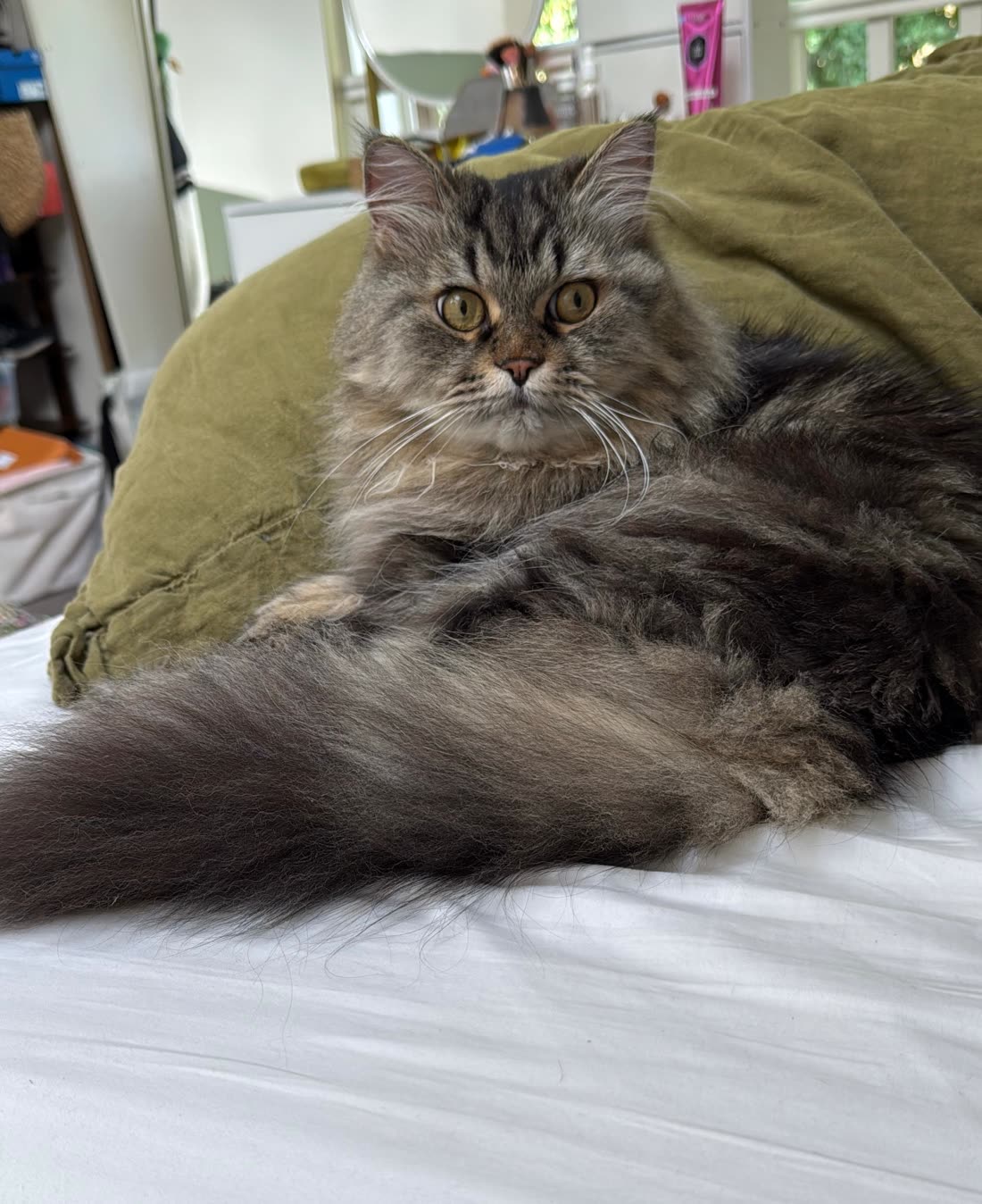 A fluffy grey tabby cat lounging against a green cushion, staring straight down the lens