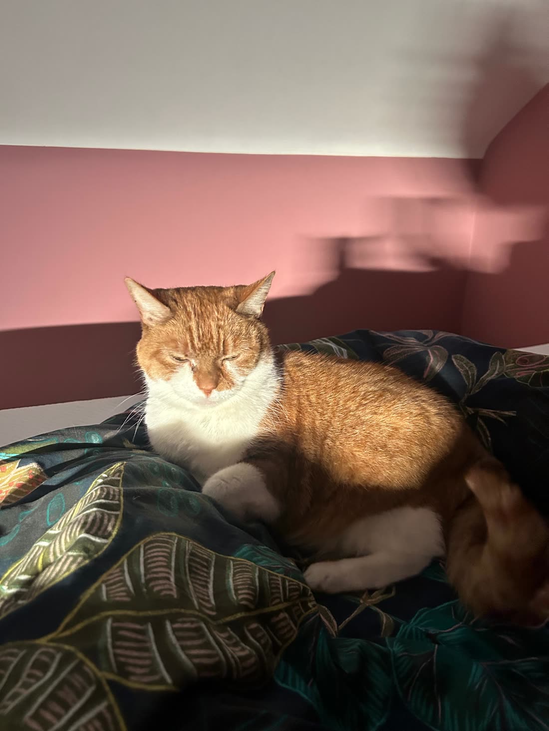 A ginger and white cat dozing in a sunbeam on a leafy-print blanket
